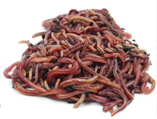 Lombrices californianas compost nucleo 100 unidades